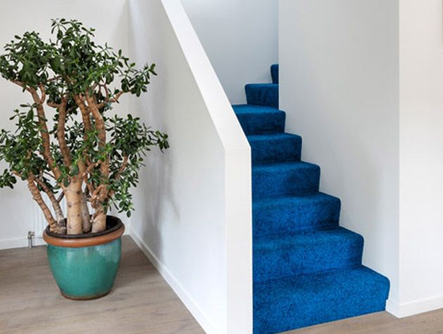 New build in Toronto blue carpeted stairs white walls teal plant pot wooden larch flooring