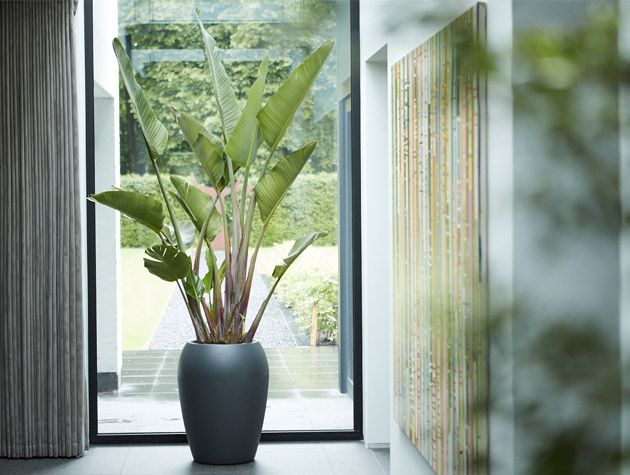 pure amphara planter build a healthy home