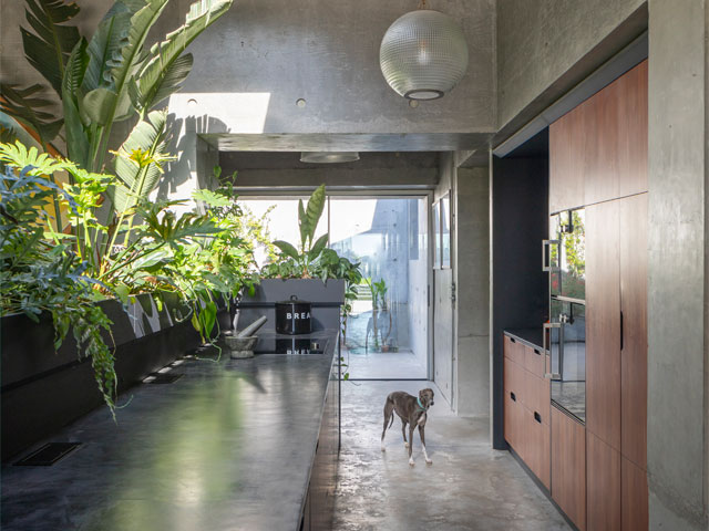 adrian and megan's dog stands in their contemporary kitchen, which has lots of lush green plants 