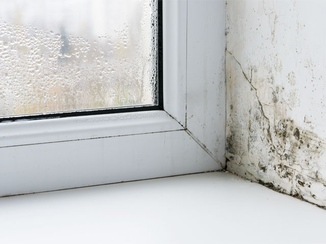 Condensation and mould. Photo: Adobe / andrei310