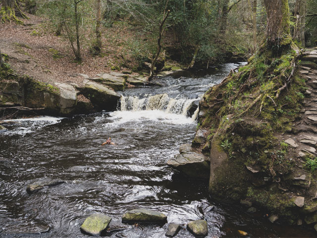 Stream in the middle of woods