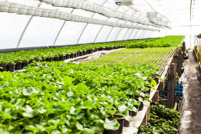Plants on shelves in greenhouse
