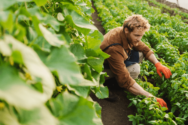 gardening gloves pruning greenhouse plants