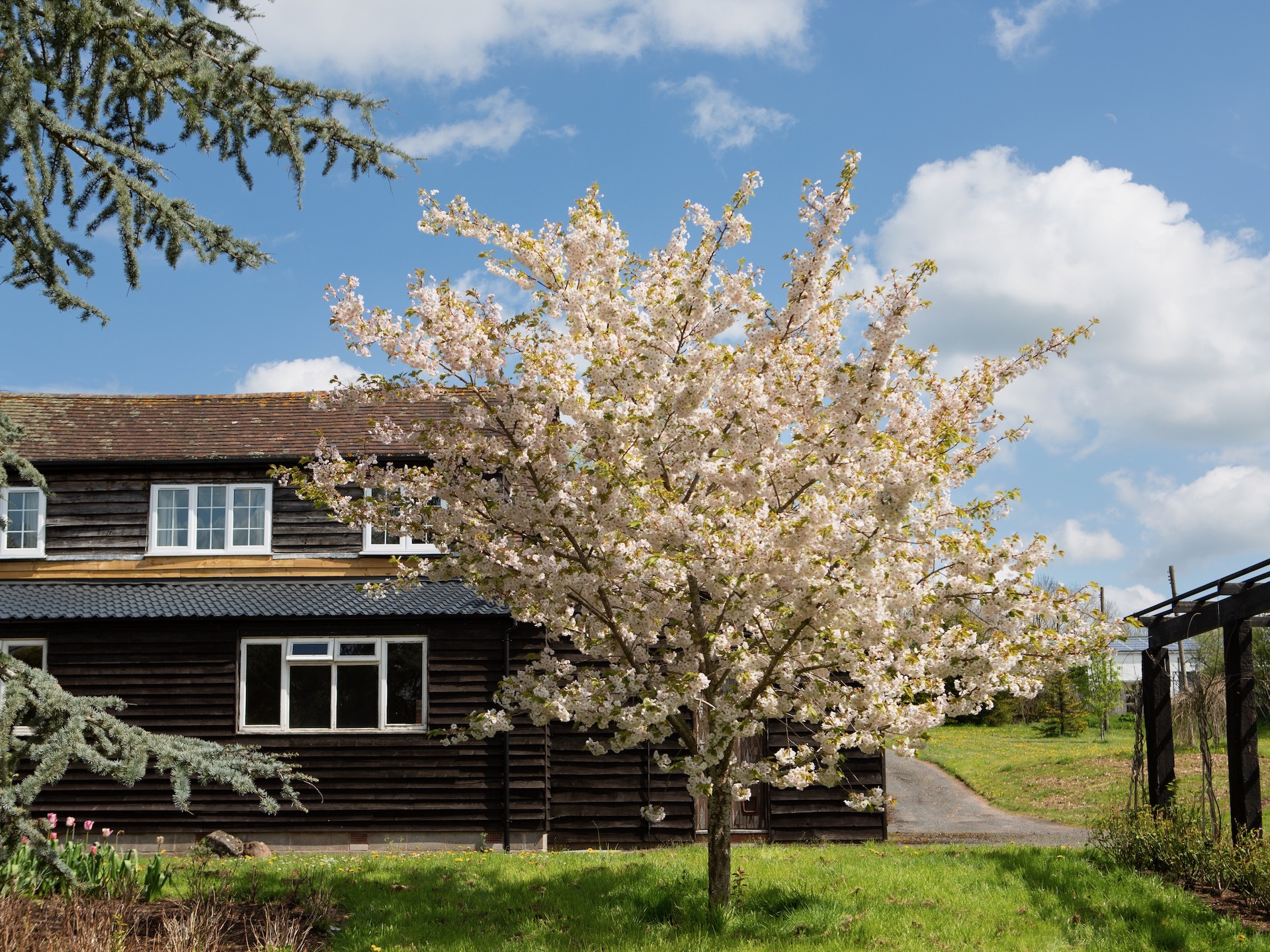 Prunus Fragrant Cloud tree in garden