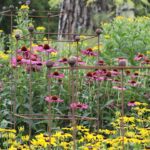 No digs gardens and edible planting is on the rise