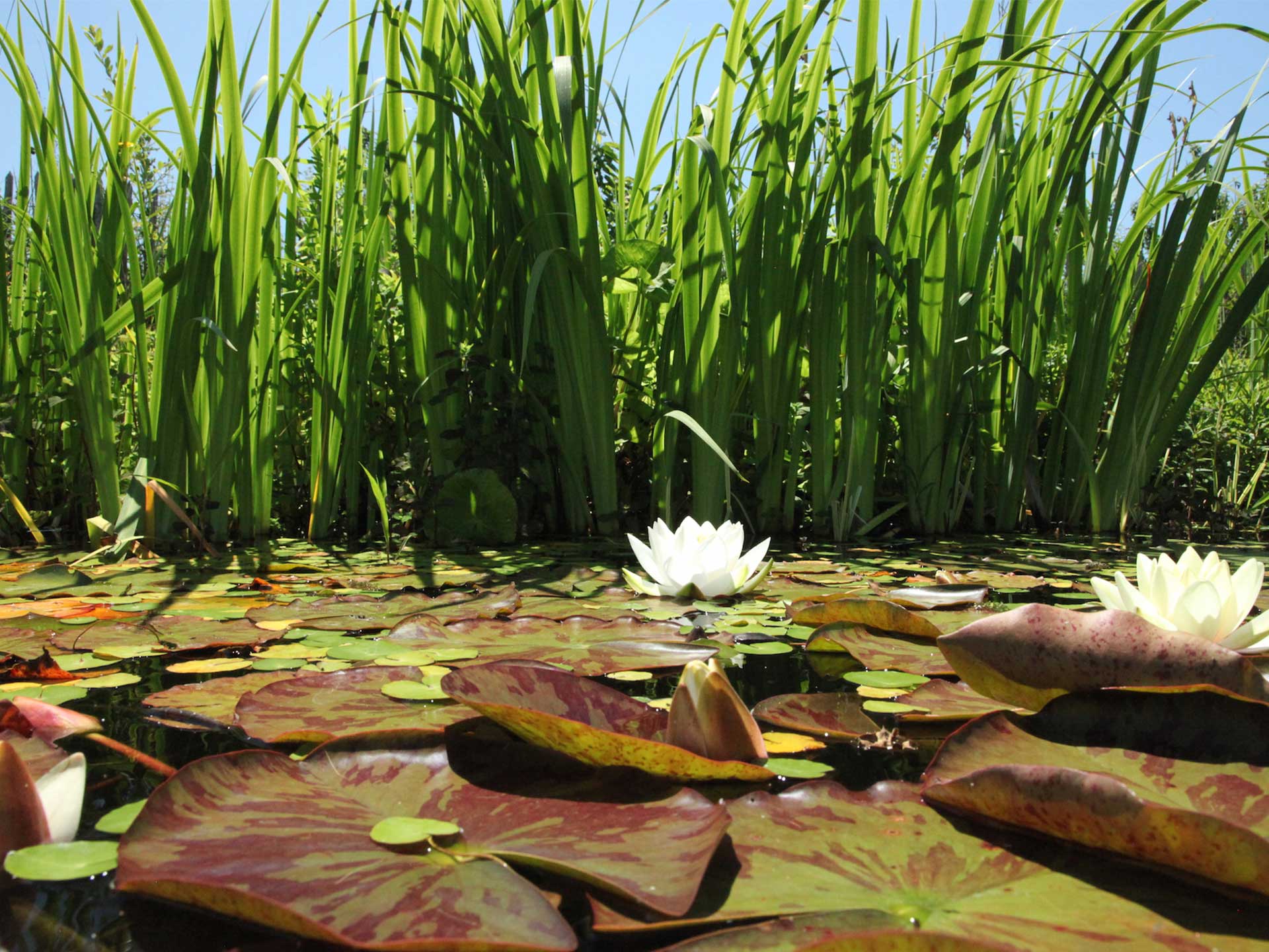 Swim amongst lily pads and rushes in your own garden