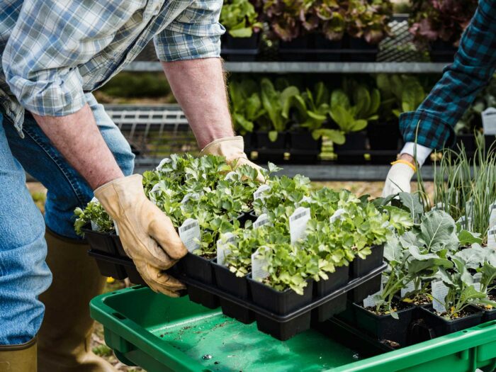 Use a planting calendar to fill your no dig gardening