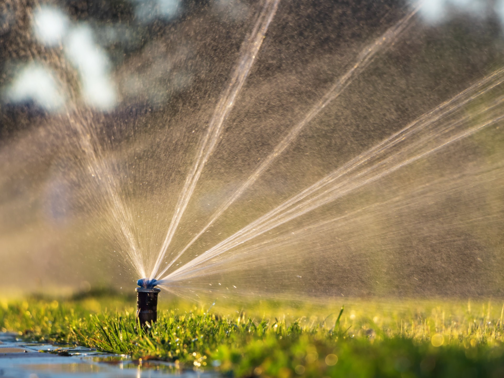 Automatic sprinkler system watering the lawn. Lawn irrigation in public park.