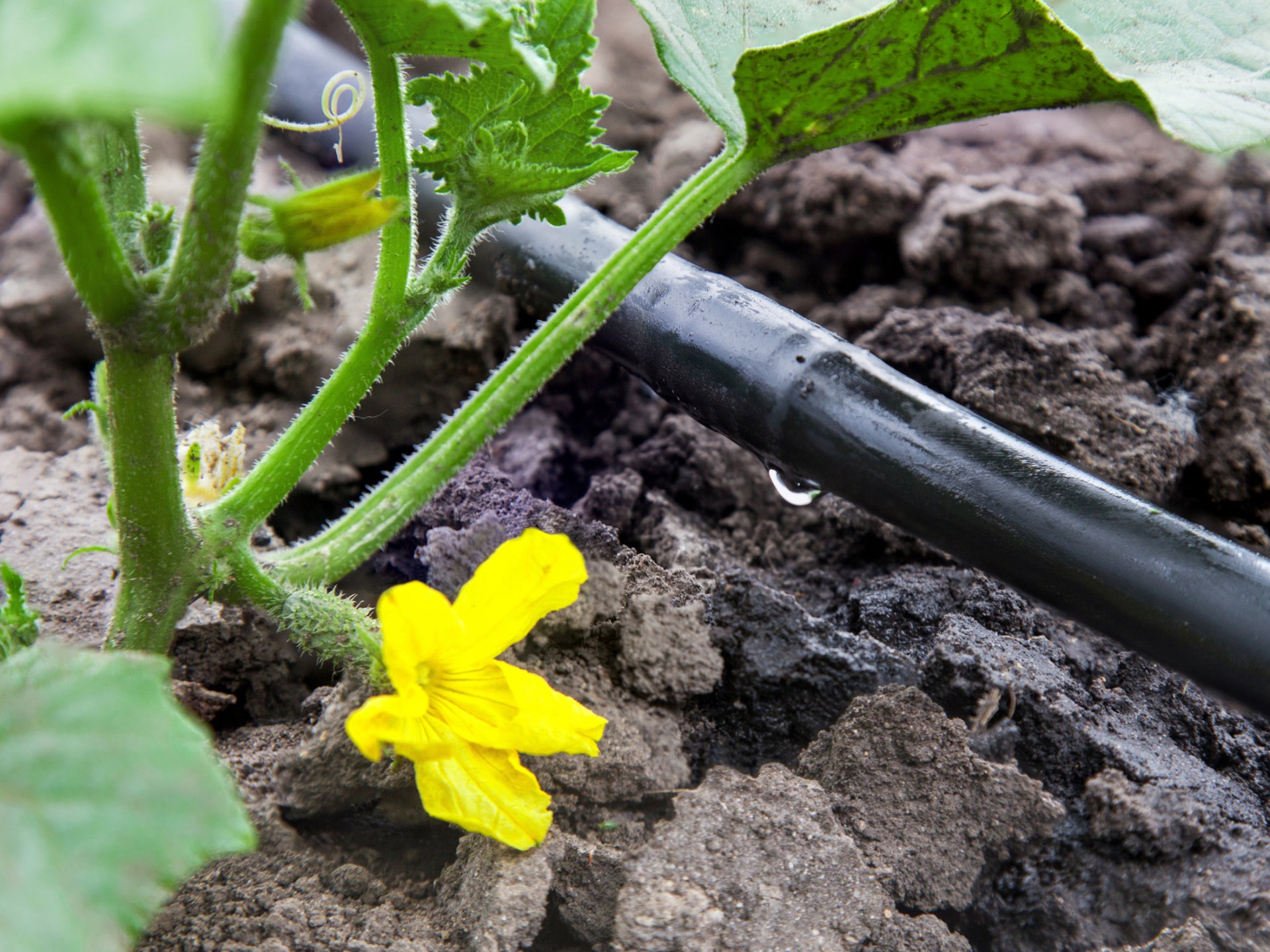 Drip irrigation system