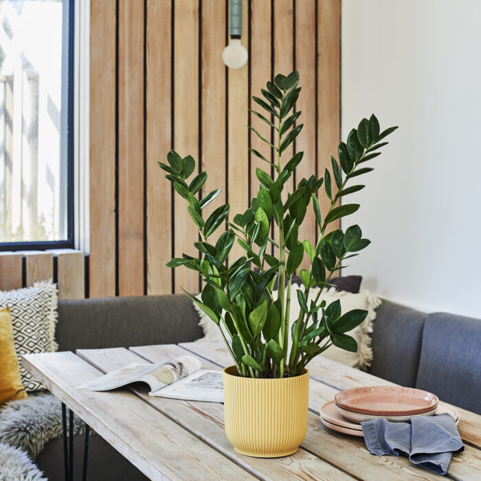 A pot plant on a table