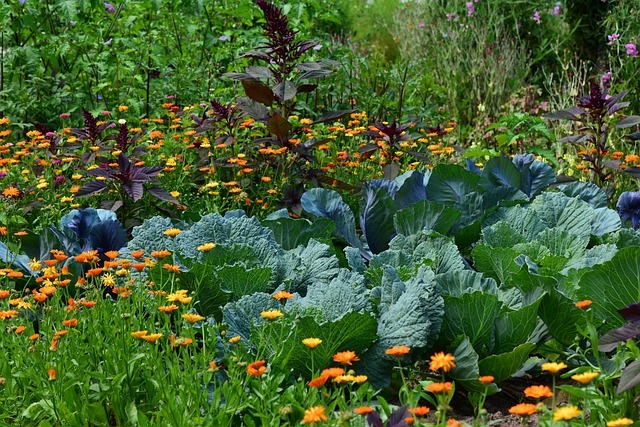 Herb garden growing white cabbage