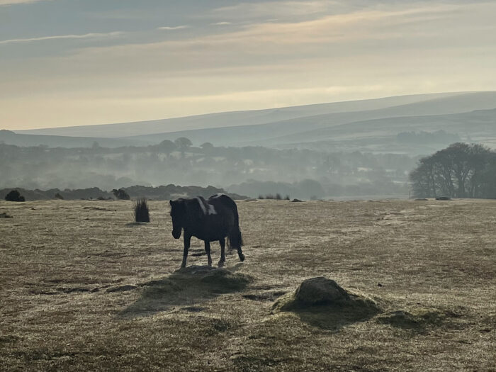 Dartmoor ponies on Dartmoor