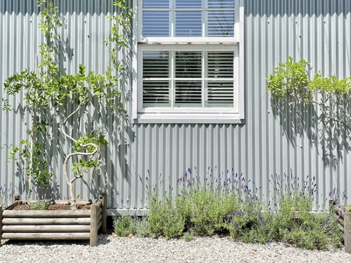 Plants against the galvanised steel at Dartmoor dream house