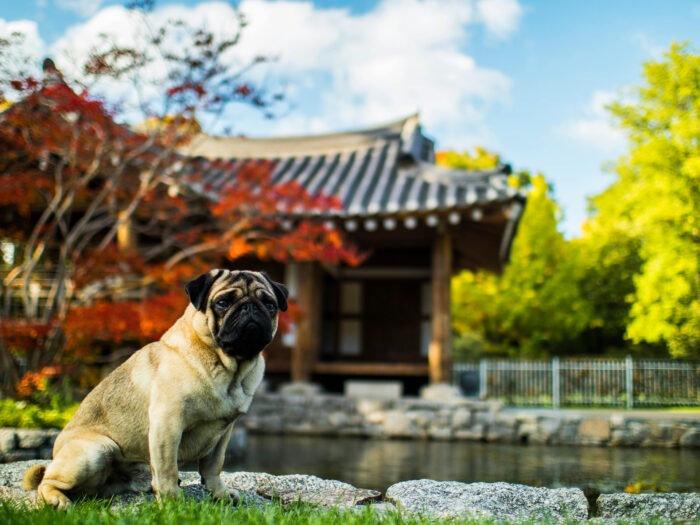 A pug in front of a Japanese temple
